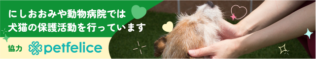にしおおみや動物病院では犬猫の保護活動を行っています。浦和与野・大宮見沼にあるペットフェリーチェ様のシェルターと協力しています。